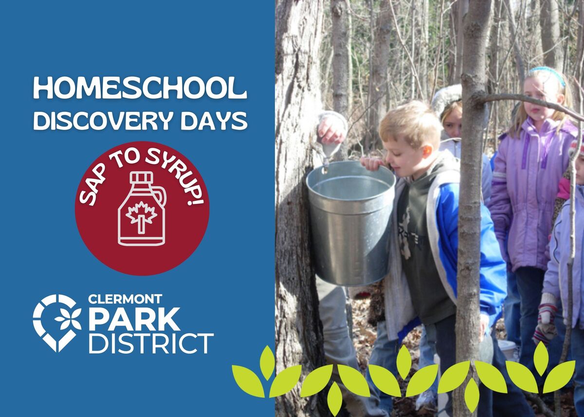 kids checking for sap on a maple tree